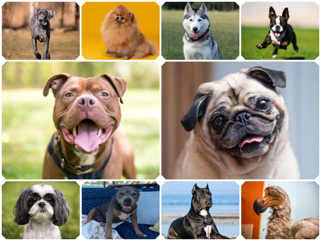 The 10 most popular dog breeds in the US